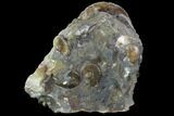 Sphenodiscus Ammonite On Rock - South Dakota #98718-2